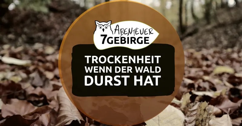 Trockenheit im Siebengebirge: Wenn der Wald Durst hat