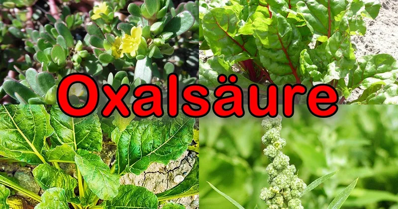 Inhaltsstoffe: Oxalsäure