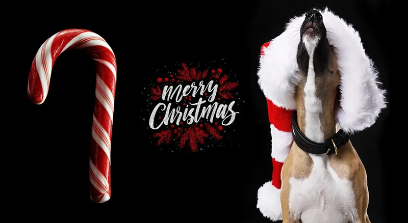 Hunde Weihnachts Shooting bei Pfötchen-Stylistin Tanja