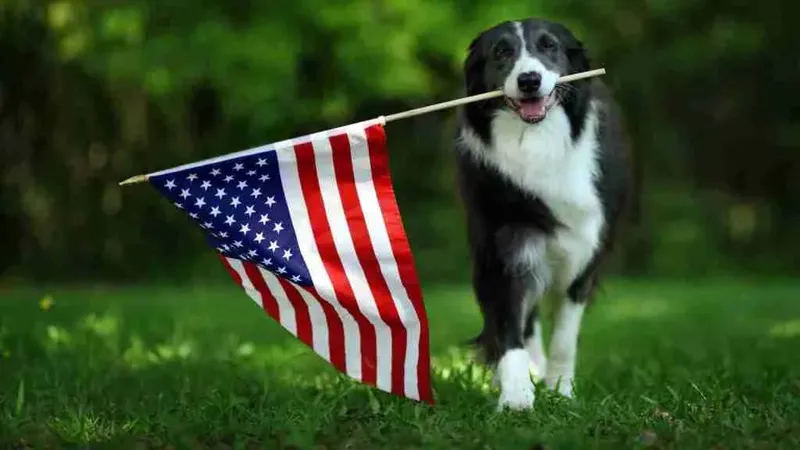 USA mit Hund: Das Land der Möglichkeiten