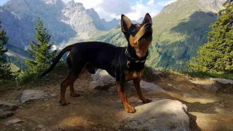 Österreich mit Hund: Wuff, ist das schön hier!