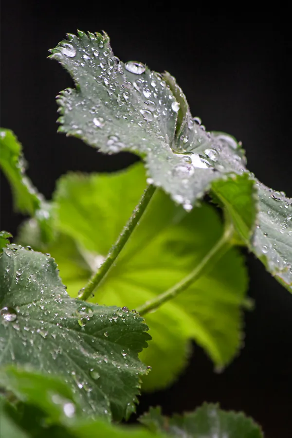 Nach und während dem Regen