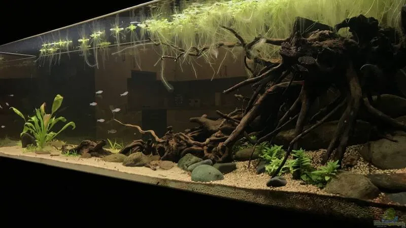 Weichwasseraquarium: Haltung, Wasserwerte, Einrichtung und Pflege von Tom