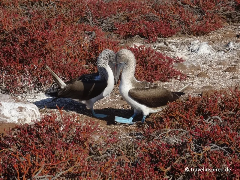 Vögel beobachten auf Galápagos – Erfahrungsbericht