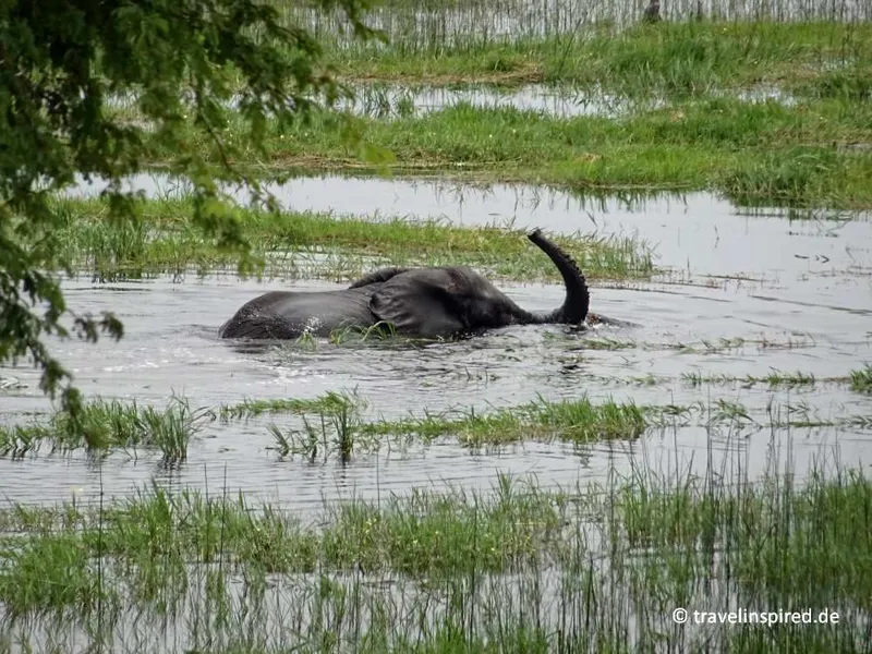 Schwimmende Elefanten im Boteti River – Botswana Highlight
