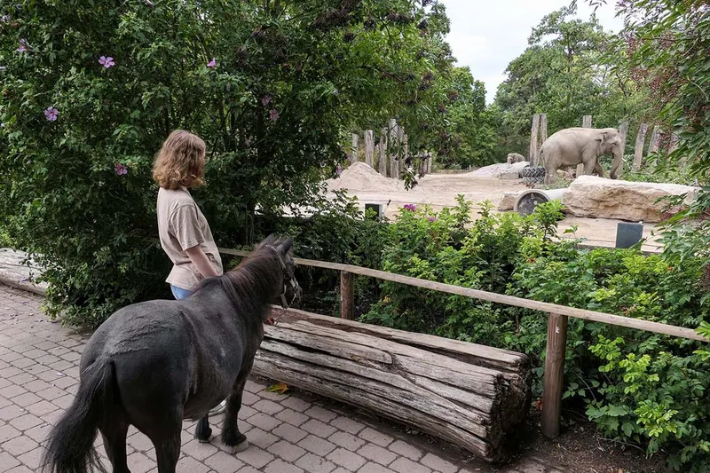 Pony Purzel testet die Strecke des Schildkrötenlaufs