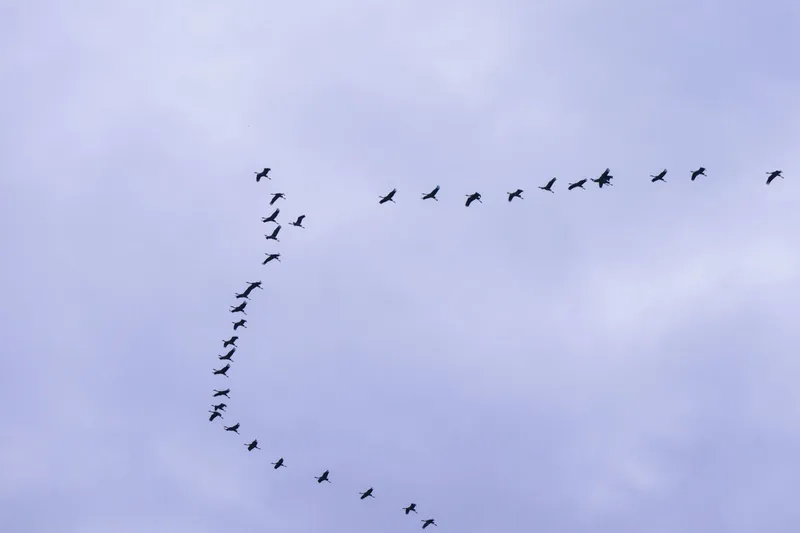 Wie Vögel im Dunkeln den Himmel lesen: Das Rätsel der Zugvogel‑Navigation