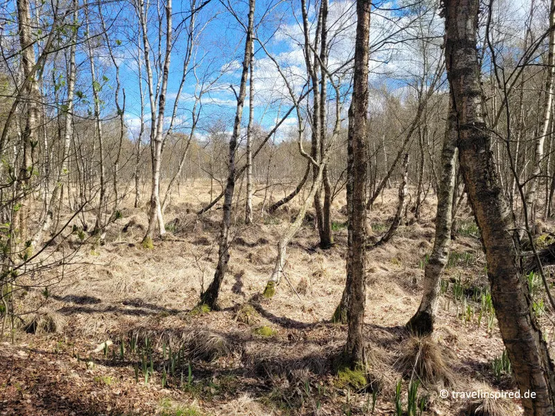 Alsterquelle und Oberalsterniederung – schöne Wanderung in Henstedt-Ulzburg