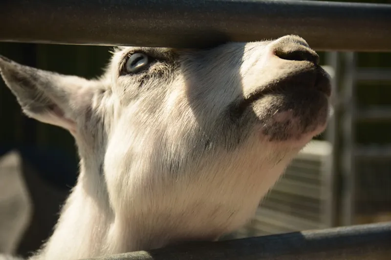 Kinderboerderijen in Utrecht: de leukste op een rij