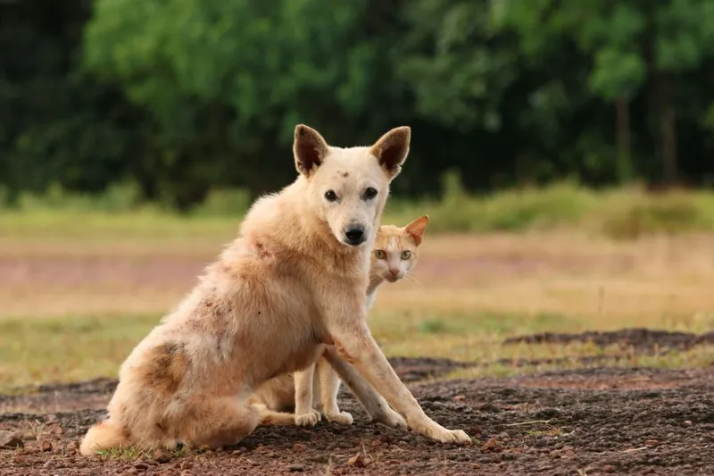Hundehaare in der Wohnung reduzieren – die besten Methoden für saubere Böden