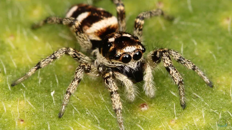 Springspinnen in Deutschland: faszinierende Jäger auf acht Beinen von Tom