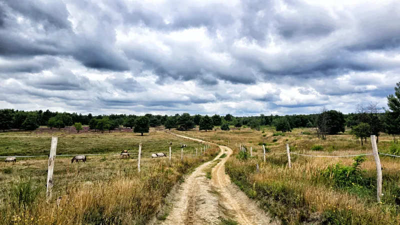 ‘Wildnis vor den Toren Berlins: Weitläufiges Refugium für Mensch und Natur zur Zeit der Heideblüte’: Mit dem Märkischen Wanderbund durch die Döberitzer Heide (RB-Dallgow-Döberitz — RB-Dallgow-Döberitz)