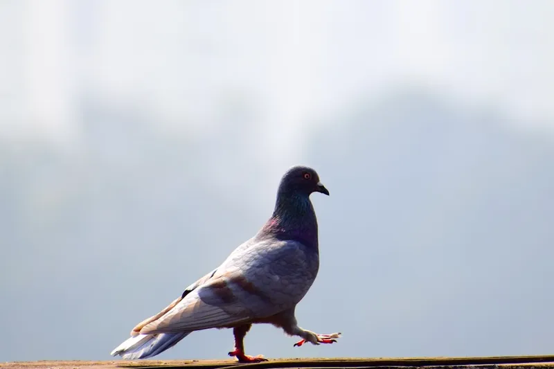 Duiven verjagen: zo houd je ze weg uit tuin en van balkon