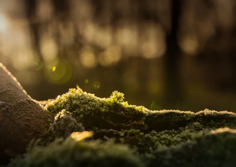 Die magischen Raunächte: Zeit für Stille, Natur und neue Wege