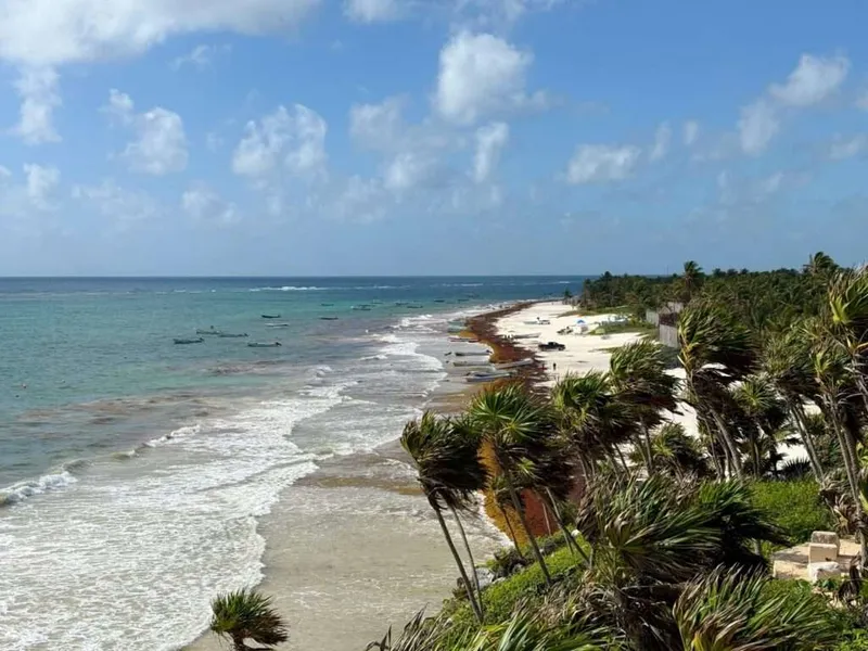 Sargassum – das stinkende Seegras an der mexikanischen Küste