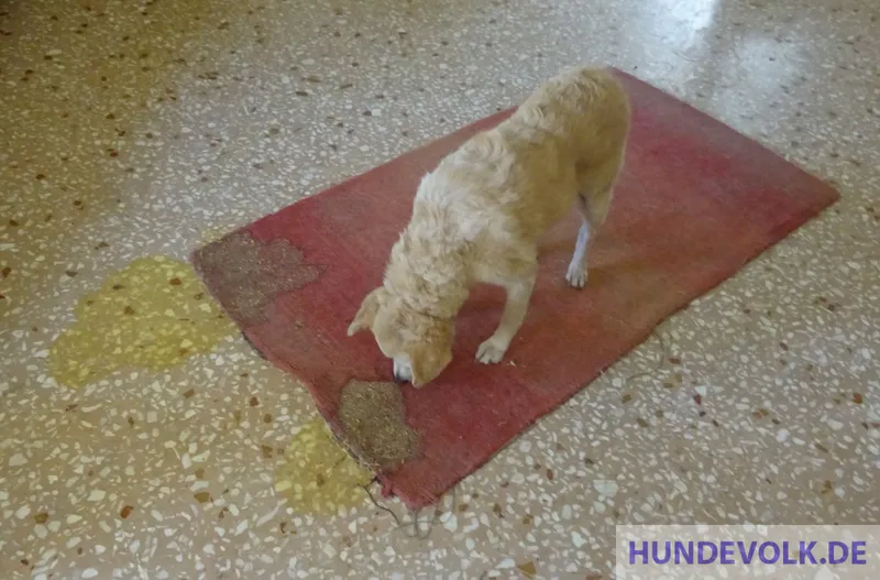 Hund erbricht Flüssigkeit