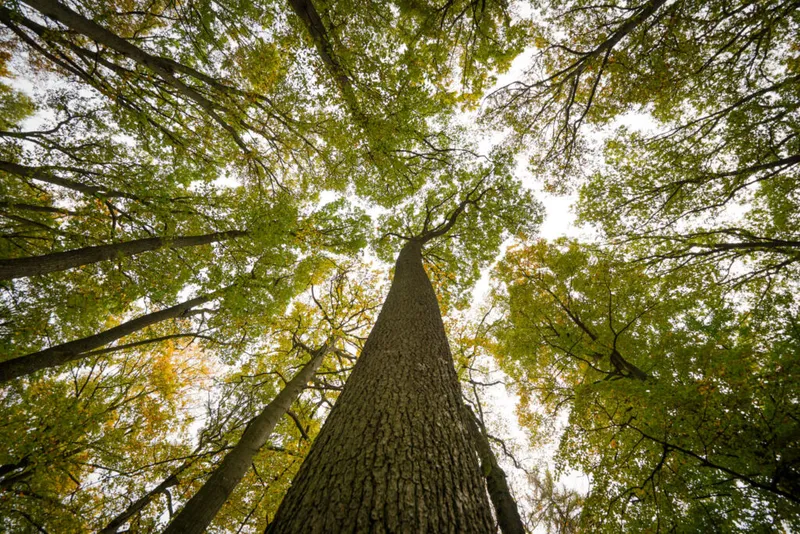Frühlingserwachen im Wald. Wie transportiert der Baum eigentlich das Wasser in luftige Höhen?