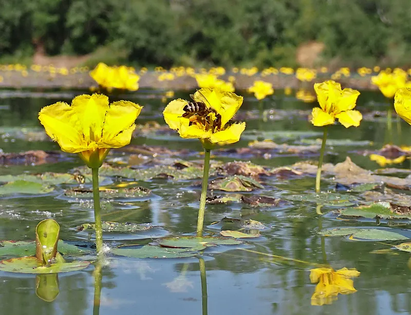 Es dommelt zwar nicht im Rohr aber es sumselt über dem Wasser