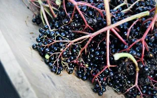 Holundersaft & Holundersuppe aus Wildfrüchten selber machen – Rezept ohne Entsafter