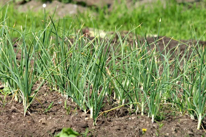 Knoflook uit Mallorca opgenomen in de zaadbank van de Balearen