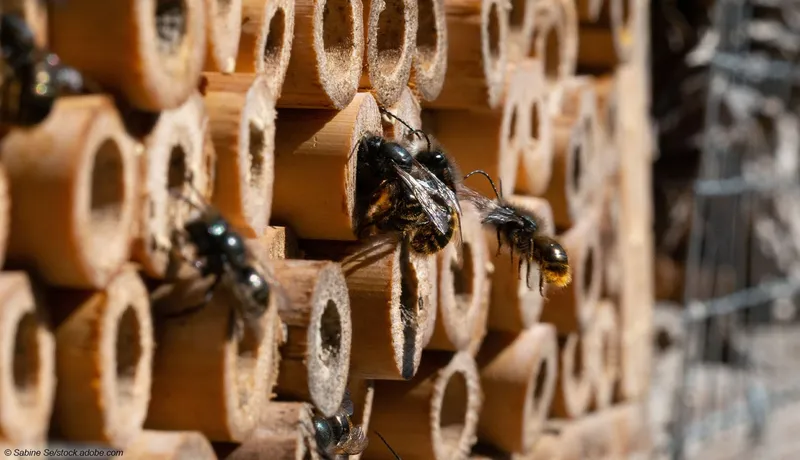 So finden Sie das passende Insektenhotel für Garten und Balkon