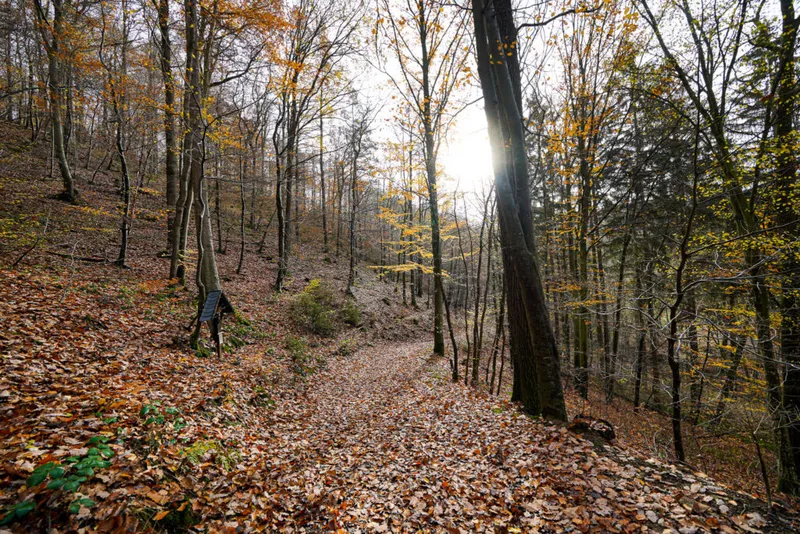 Ein Hauch von Urwald: Unterwegs auf dem Waldretter-Trail in der Eifel