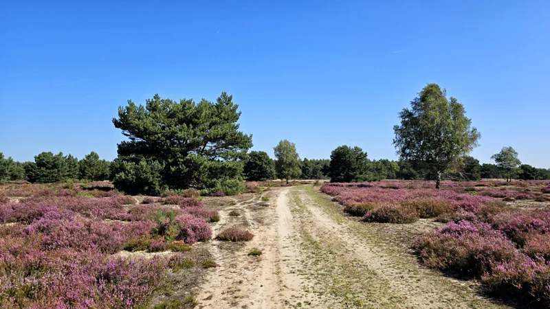 ‘Zahlreiche Heide-Inseln, ein Märchenwald, eine Schluchtquelle und drei schöne Seen’: Von der Dahme zum Tornower See durch die Massower Heide (Bus Staakow / Dorf — Bus Tornow / Friedhof)