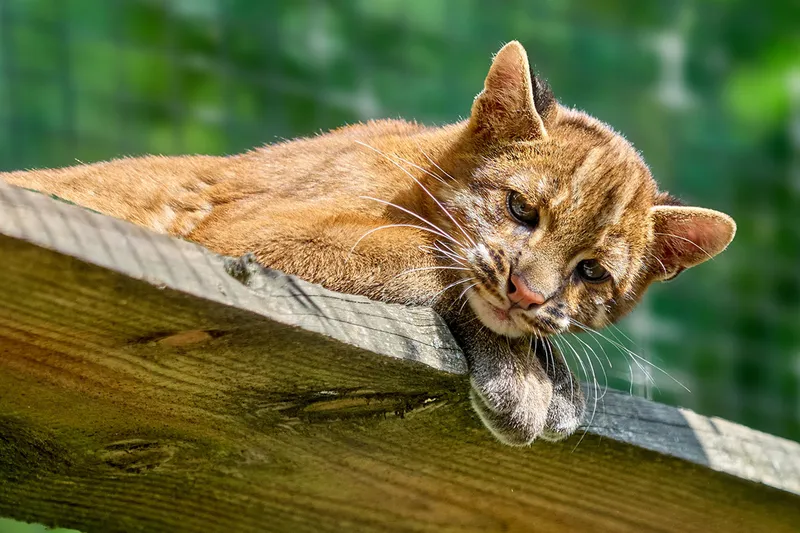Was machen die Zootiere nach Feierabend?