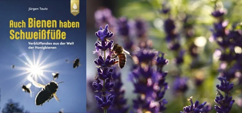 Auch Bienen haben Schweißfüße – Buchrezension