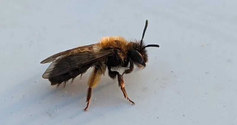 Grüne Heuchelei: Wie Politiker die Wildbienen zerstören