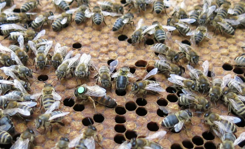 Jahresfarben der Bienenköniginnen