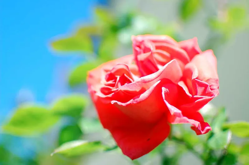 Die Liebe pflegen: Wie du deine große Liebe lebendig hältst