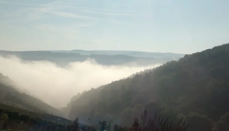 Waldbaden und die unsichtbare Kraft der Bäume