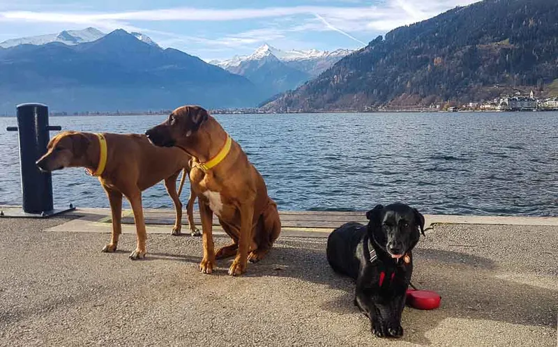 Die Packliste für Urlaub und Camping mit Hund