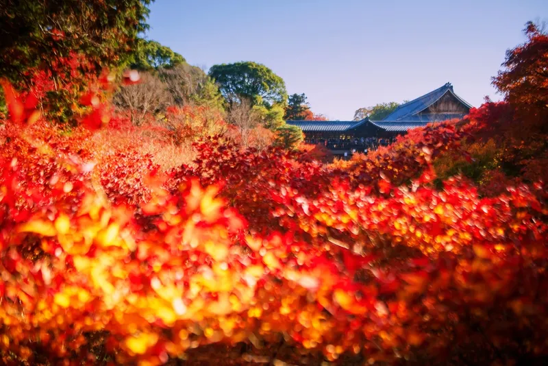 Herbstlaub in Kyoto: Die 10 schönsten Orte für Momijigari