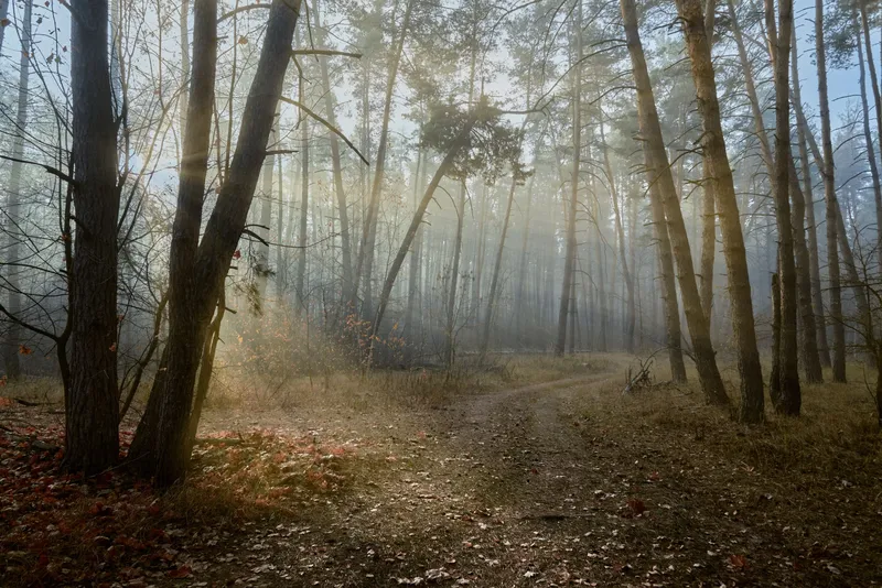 Aktshooting im Wald: Ideen & diskrete Locations Olching