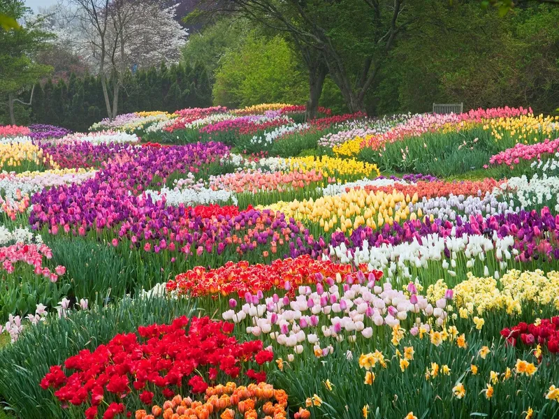 Schöne Frühlingsblumen verwandeln den Garten in ein Blütenmeer