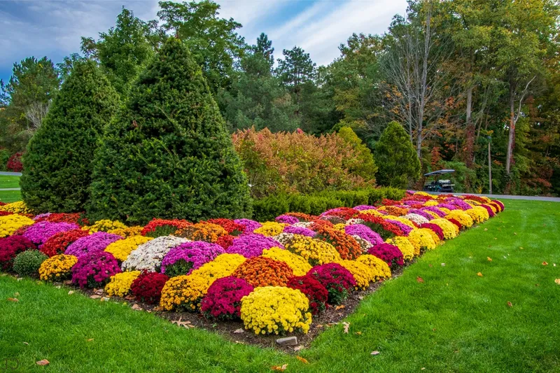 Blühende Herbstblumen bringen prächtige Farben in Ihren Outdoor-Bereich