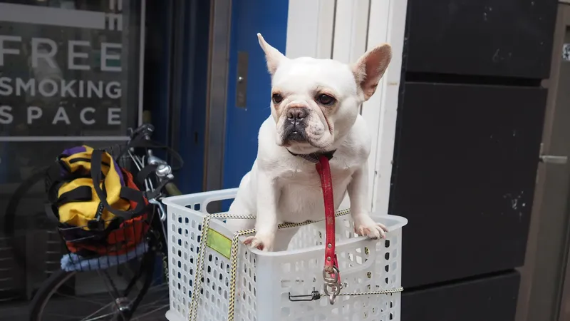Hunde bei IKEA jetzt in allen Filialen erlaubt: Neue IKEA-Regel sorgt für Streit