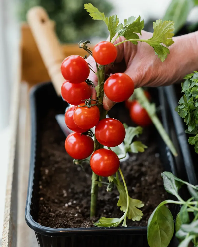 Tomaten ausgeizen: Wann, wie und warum Ihr Tomatenpflanzen deutlich bessere Früchte tragen