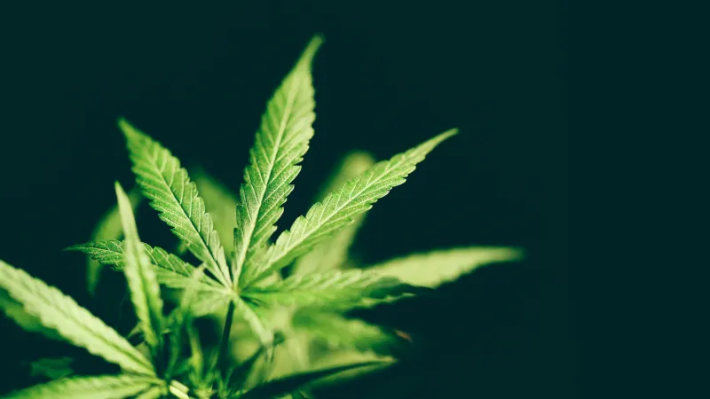 Von Entspannung bis Schmerzlinderung: CBD-Vape im Realitätstest