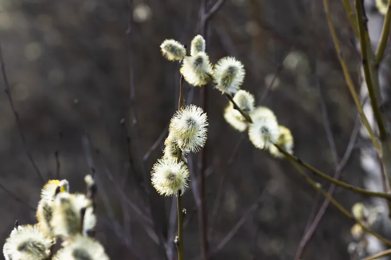 Haselkätzchen: Essbare Haselblüten der Gemeinen Hasel (Corylus avellana)