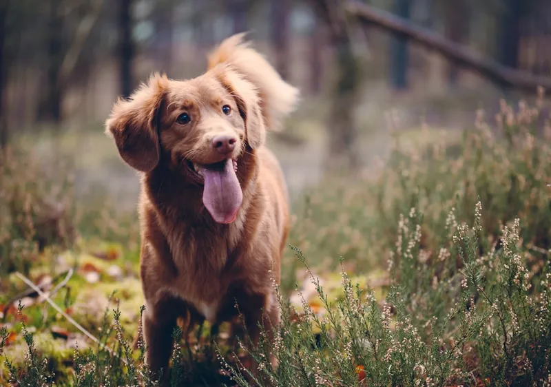 Kräuter für Hunde selber mischen: Sichere Kräutermischung Schritt für Schritt