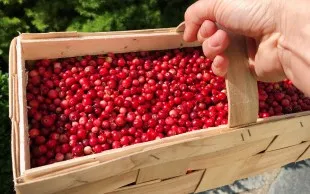 Preiselbeermarmelade: Einfaches Rezept für 6 bis 8 Gläser