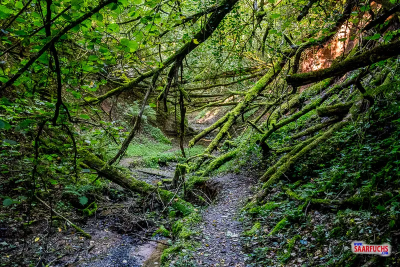 Wandermulti: Traumschleife Oppig-Grät-Weg