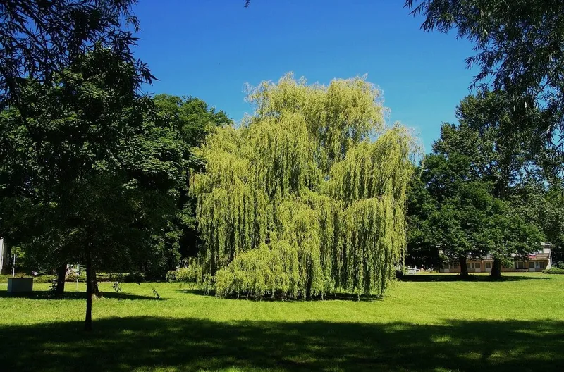 Baumhoroskop: Weide