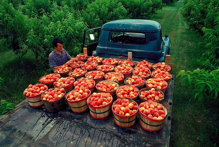 Understanding the Connection Between Food and Overall Wellness in the South