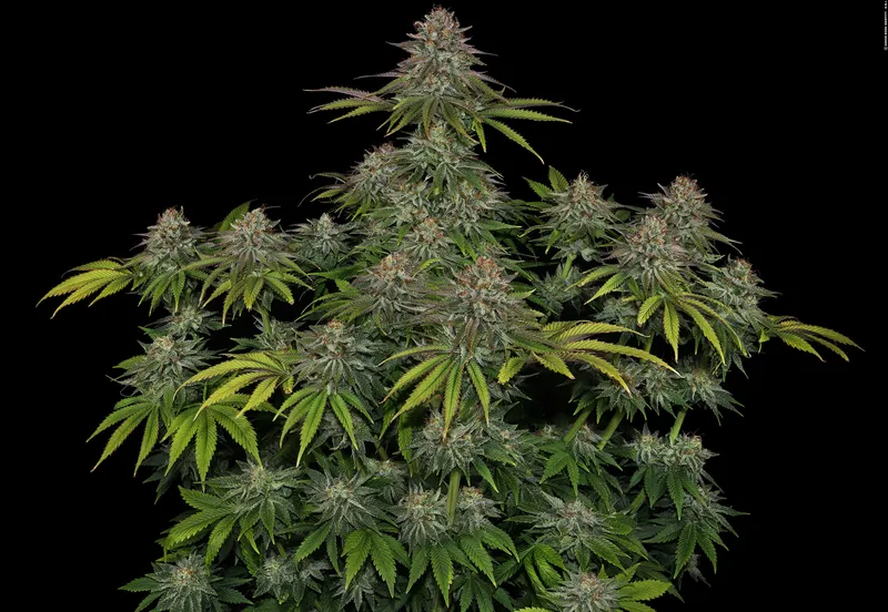 Critical Kush Grow Report