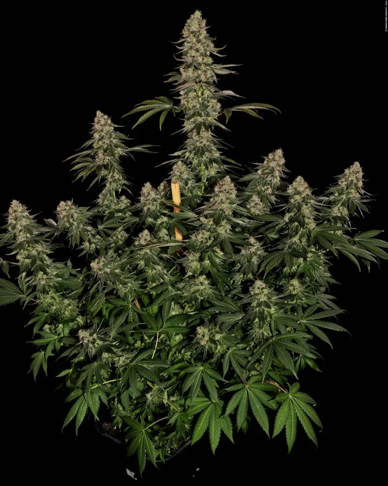 Fette Blütenraketen rasen zum Rekord: RS11 x Banana OG