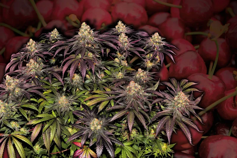Black Cherry Gushers Grow Report
